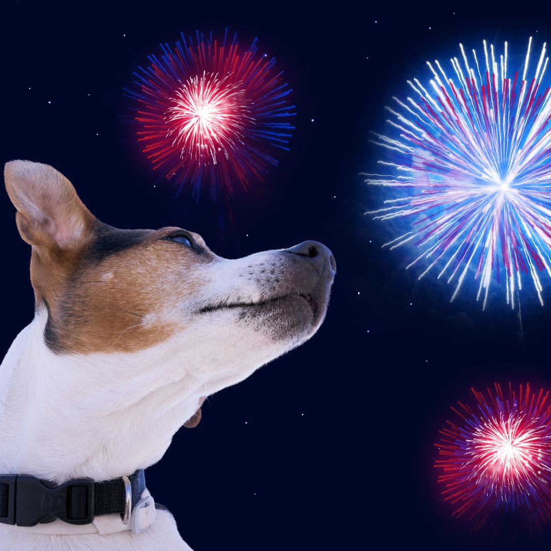 Pets and fireworks do not mix Pets and fireworks do not mix
